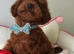 Asian toy poodle puppy boy