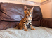 Tica reg Bengal kittens