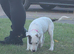 We have 1 puppie left English bull terrier cross staffy cross german sheapard