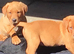 Working labador puppies