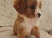 5 King charles cavalier puppies