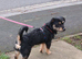 Border Terrier Mix