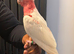 Tame lutino galah cockatoo