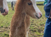 Welsh section A Chesnut filly foal- AVAILABLE AT WEANING