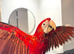 Beautiful handreared super tame Macaw