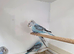 Split blackface budgies for sale