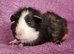 BEAUTIFUL MALE GUINEA PIGS