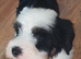 Stunning Tibten Terrier Boy