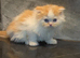 Wee Wonders seek new mum and dad - RESERVED