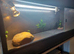 Vivarium LARGE with electrics