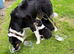 Collie Puppies for sale