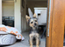 Yorkie Russel puppy for sale