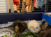 Two adorable baby girls for sale