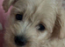 Westie poo  teddy bear faced puppies available