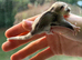 Sugar glider joeys ready to reserve