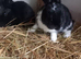 6 Netherland Dwarf bunnys