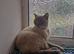 Beautiful Siamese female