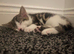 Girl kitten