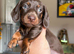 REDUCED! LAST BOY MINIATURE DACHSHUND PUPPY