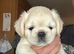 Stunning litter of 4 Prestige Pug Puppies all looking for their New Forever Homes.