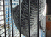 male African grey Glasgow