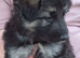 Long Hair German Shepherd Puppies