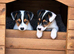 Jack Russell puppies for sale