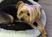 Yorkshire Terriers Puppies