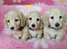 Beautiful cream long haired mini dachshunds