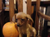 Jackhound Puppies