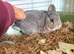 Make Netherland dwarf