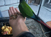 Selling all my parrots.