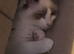 Fluffy Ragdoll kittens
