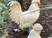RARE WHITE SULTAN HATCHING EGGS PURE BREED Ornamental FANCY CRESTED BOOTED BOURNEMOUTH