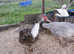 Muscovy Drake, ONLY one Drake left.