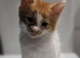 4 gorgous kittens for sale