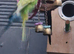 1 male 1 female budgies £30 each