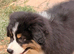 Stunning Australian Shepherd Female Puppy