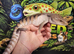 Blue tongue skink