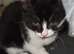 Beautiful kittens for sale looking for foreverr loving homes
