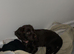 Female cocker spaniel