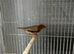 Wanted female zebra finches