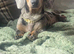 Dashhound puppies