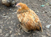 Pekin bantam/Polish/Satin Silkies males and females