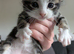 4 beautiful half bengal kittens