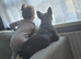 Female french bulldog