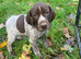 Beautiful Gsp puppies