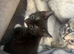 5 beautiful kittens available now