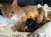 Kittens available