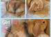 Mini lop kits available to reserve